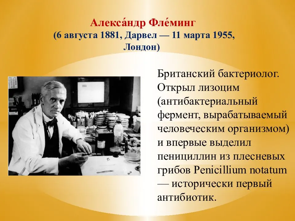 История успеха александра флеминга: биография «случайного» первооткрывателя антибиотика пенициллина | lindeal.