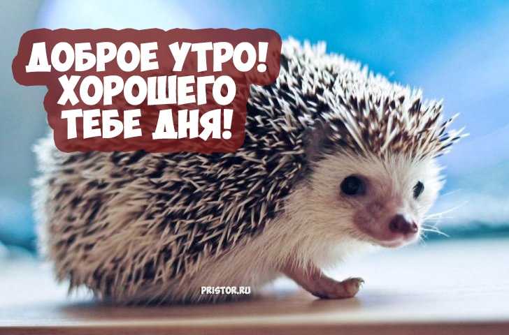 Добрый ёжик. утренний помощник на ipad, iphone, андроид