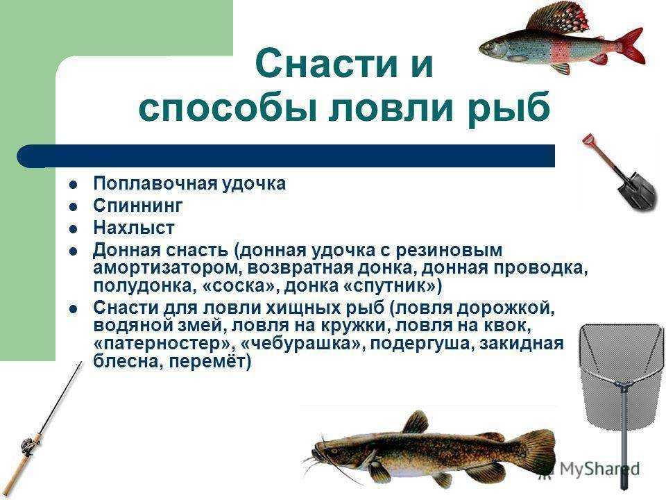 Узнайте про все возможные виды современной рыбалки Эффективные способы рыбной ловли, особенности зимней, летней рыбалки Запрещенные в 2023 году разновидности рыбной ловли