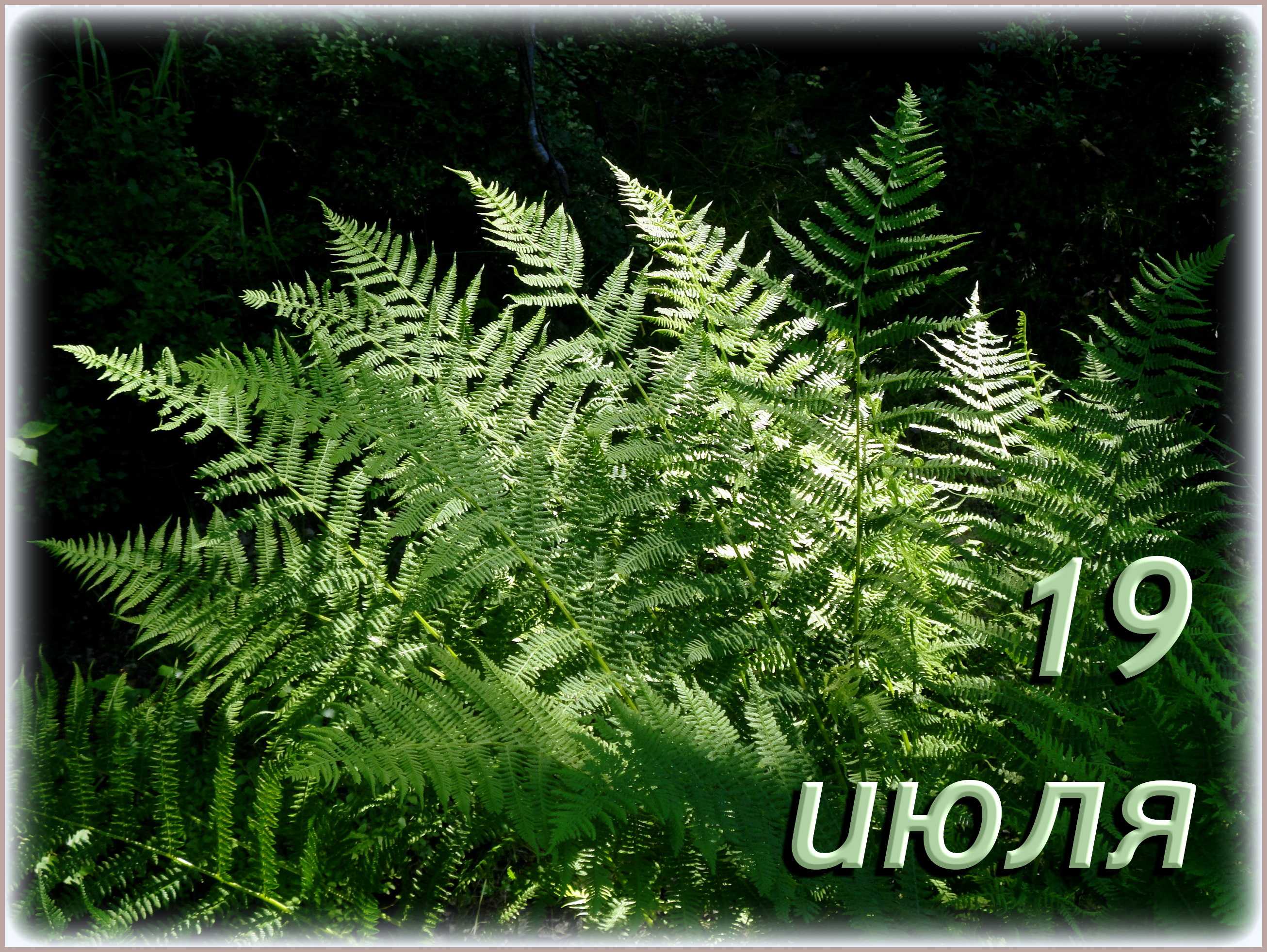Праздники 19 июля 2024