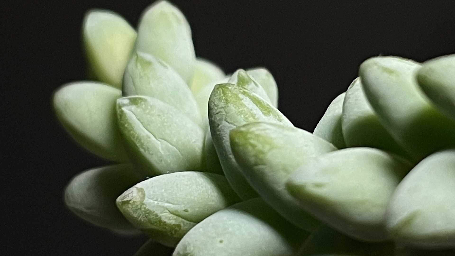 Качество фото iphone 8 plus (примеры снимков)