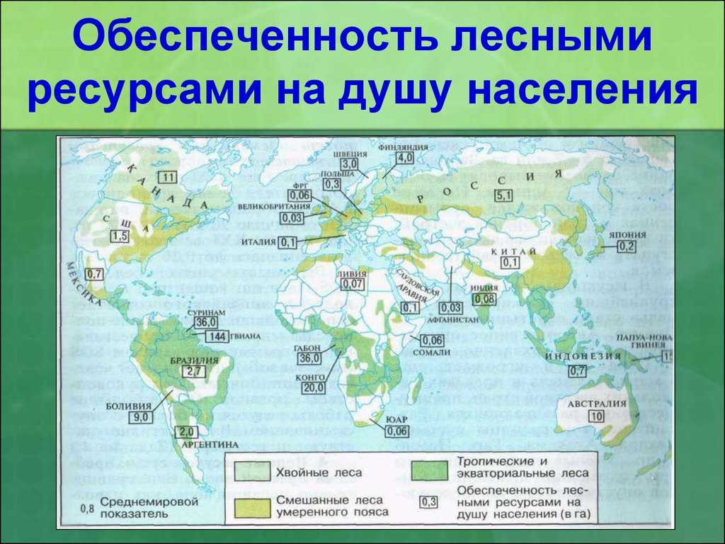 Страны — мировые лидеры по запасу древесины. мировые запасы лесных ресурсов